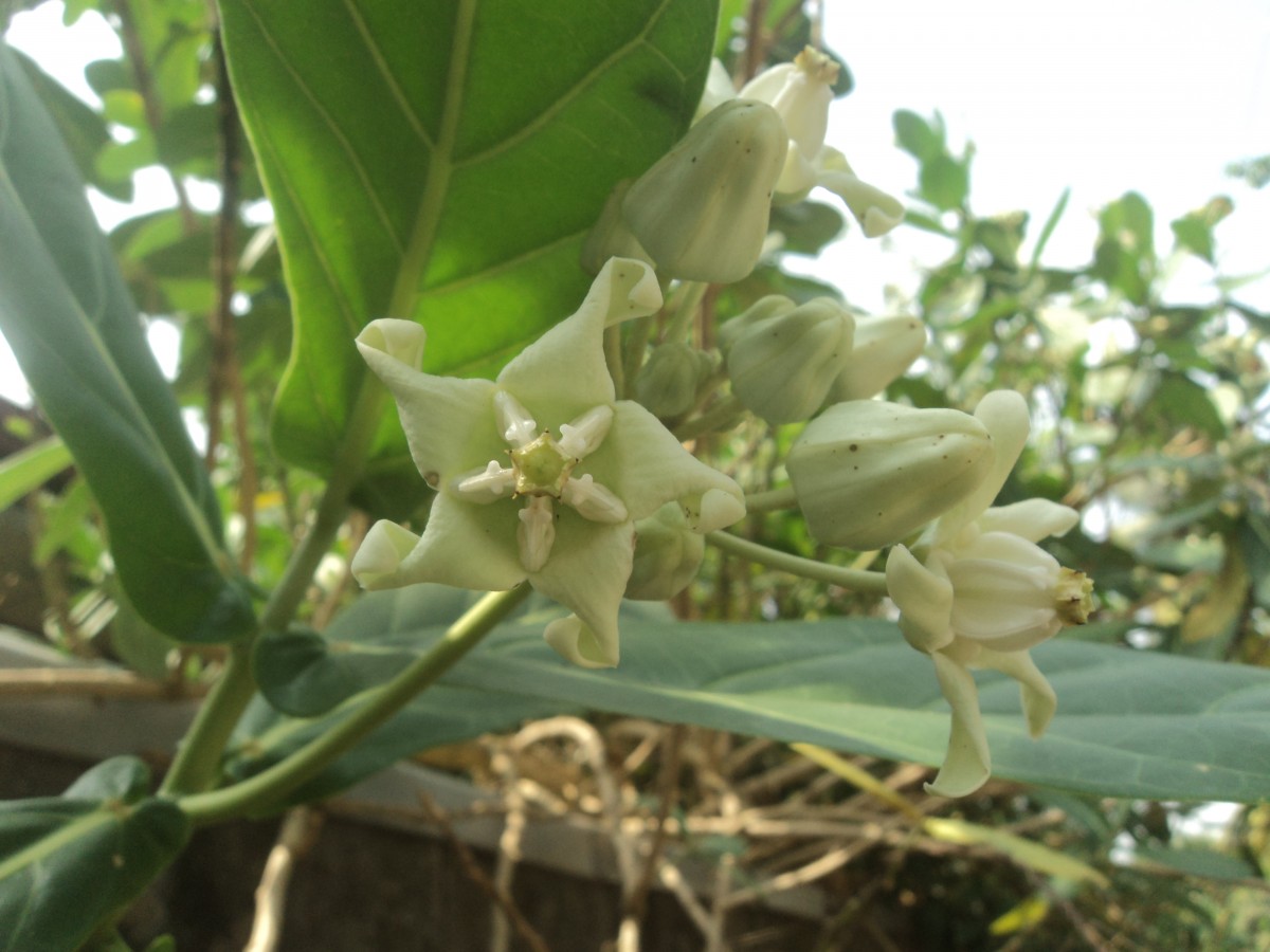 Calotropis gigantea (L.) W.T.Aiton